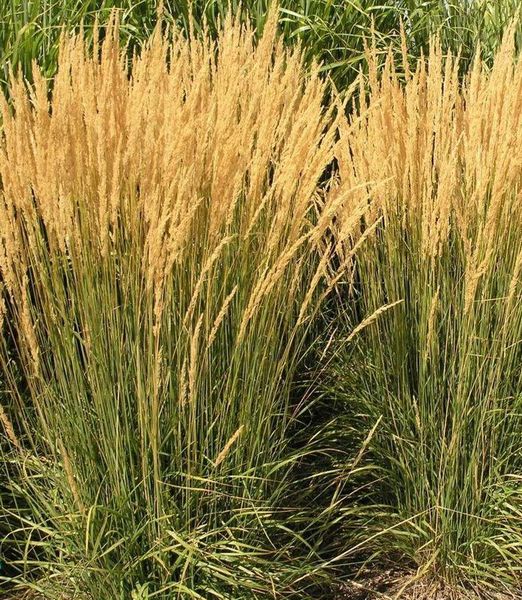 Calamagrostis acutiflora 'Karl Foerster'